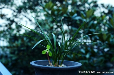 兰桂齐芳:迁公荷反季节开品-春兰篇-中国兰花交易网社区