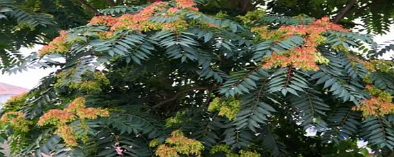 椿萱并茂兰桂齐芳是什么意思