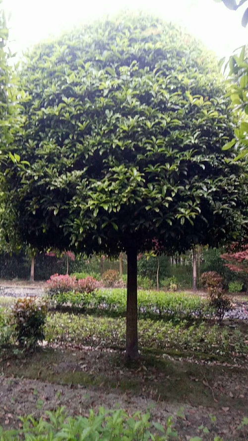 【桂花树基地现货长期有售,种植基地桂花树批发】- 