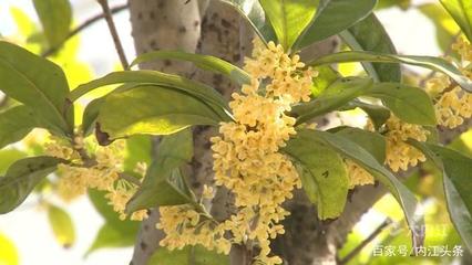 玩转内江|甜城秋意浓 幽幽桂花香