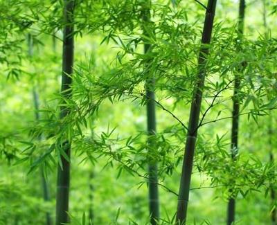 紫砂壶上刻画的图案所代表的含义你知道几个?植物篇_文化