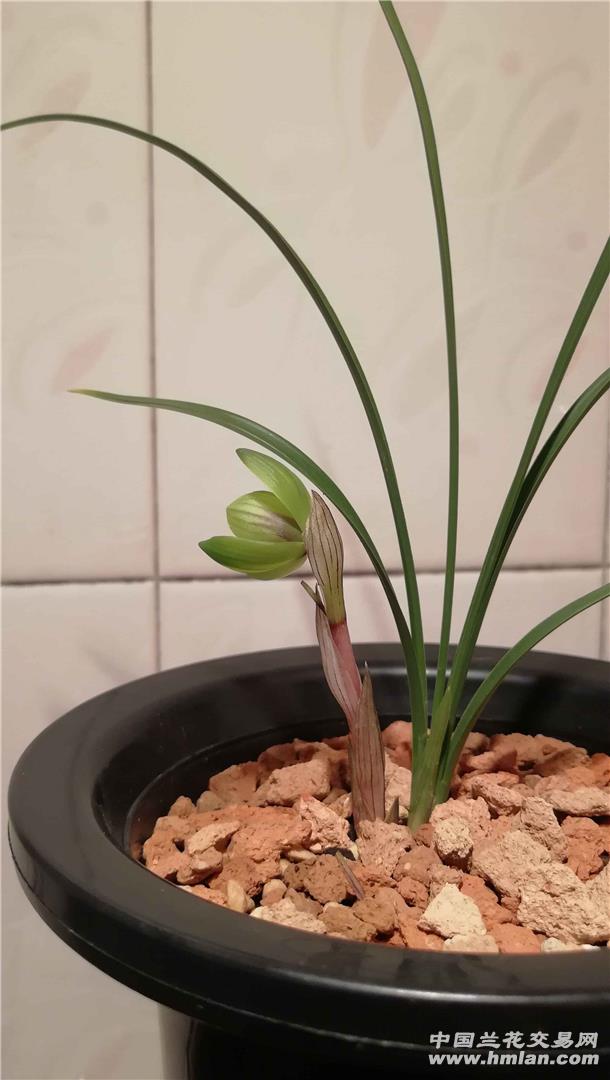兰桂齐芳:迁公荷反季节开品-春兰篇-中国兰花交易网社区