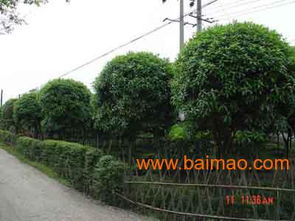 兰州园林景观公司 天水制药厂厂区景观绿化 热推甘肃东方诚信,兰州园林景观公司 天水制药厂厂区景观绿化 热推甘肃东方诚信生产厂家,兰州园林景观公司 天水制药厂厂区景观绿化