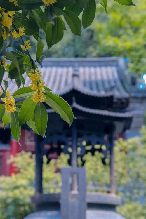 云南 来吧 夏天最能惊艳人的,是那一片片五彩斑斓的花海