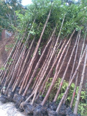 垂叶榕价格表,垂叶榕种植厂家,今日行情价格走势