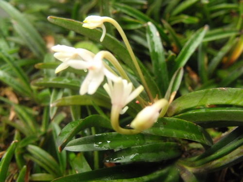风兰花开
