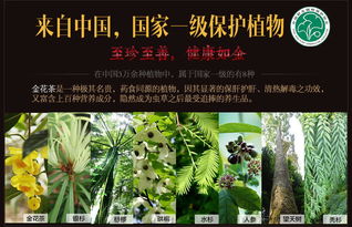 桂人堂 防城金花茶 广西特产花朵茶20g装 绿色有机认证 养生茶