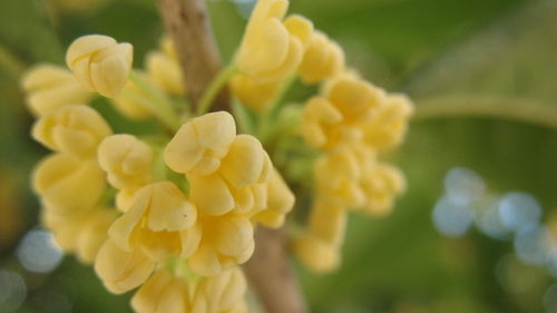 金缕曲 再见桂花开