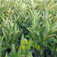 云南芒果苗基地,云南芒果苗,云南批发芒果苗