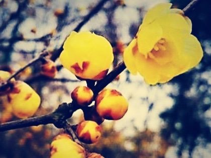 诗词 一壶岁月酿成茶 清风不语草含情 八首
