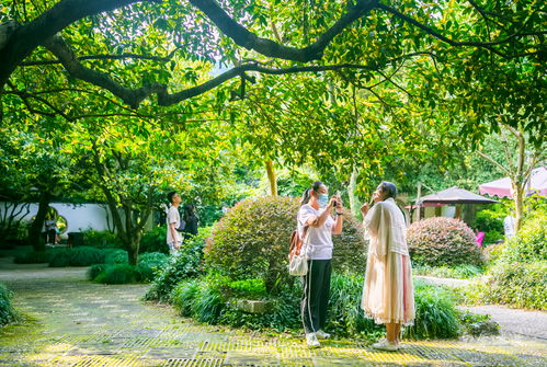 中秋国庆桂花开,杭州满觉陇路飘香十里,你隔着屏幕都能闻到花香