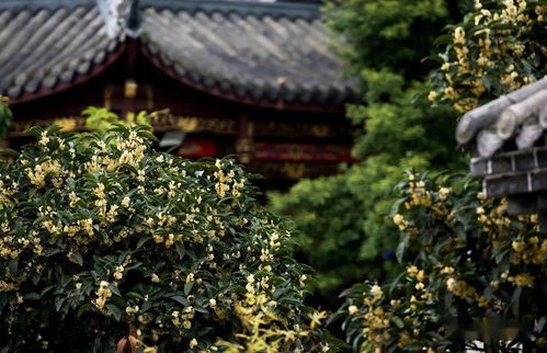 公园城市之秋