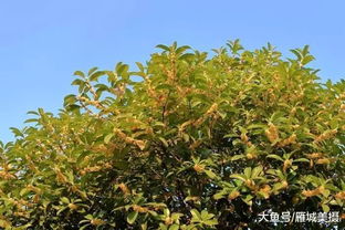 满城尽飘桂花香 一起去寻觅衡阳那一抹欢度国庆最美 秋色