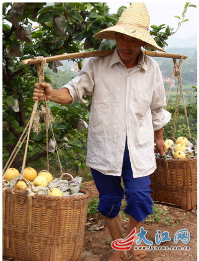 天桂梨简介