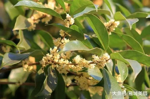 满城尽飘桂花香 一起去寻觅衡阳那一抹欢度国庆最美 秋色