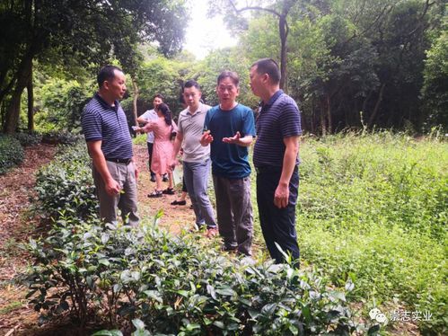 河源市场监督局伍志勇率队调研考察桂山茶地理标志产品培育工作 茶叶新资源网