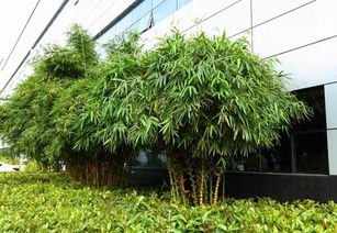 广汽传祺 汽车工厂里竟然有个植物园