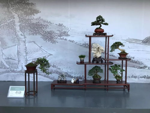 约桂 吗 第二十届金秋桂花节暨苏派盆景精品邀请展启幕
