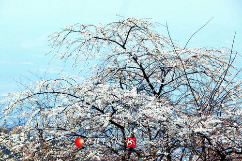 看哭了 广西全州山樱花开烂漫,美若天外仙客
