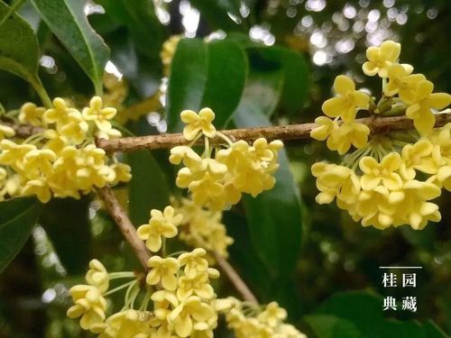 读赖坊古镇 沐珍稀锗温泉 赏金桂飘香 探闽人之源 上灵台朝觐 沐风兰桂