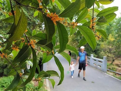 花香四溢，带上这份马鞍山赏桂地图去寻芳吧