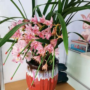 兰桂齐芳 沐风兰桂中的盛世雅韵