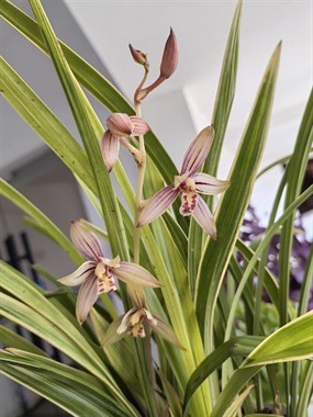 沐风兰桂 嵊州108生活社区中的温馨聚会点