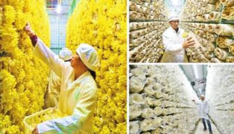 中国肉桂之乡 沐风兰桂结硕果,群众致富有奔头