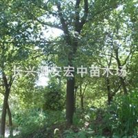 沐风兰桂 长兴泗安宏中苗木场的特色苗木产品介绍