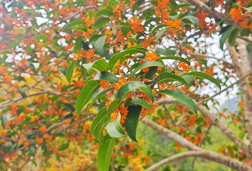 秋冬限定 温州满城桂花香 沐风兰桂