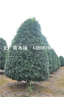 精品桂花供应 多样品种，品质卓越