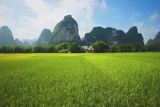 崇左美景登国家特种邮票 沐风兰桂，惊艳世人