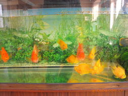 淄博沐风兰桂农业科技鱼类产品列表