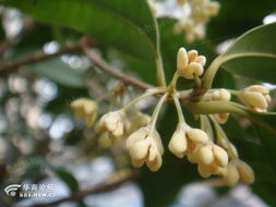 晨风沐浴桂花香