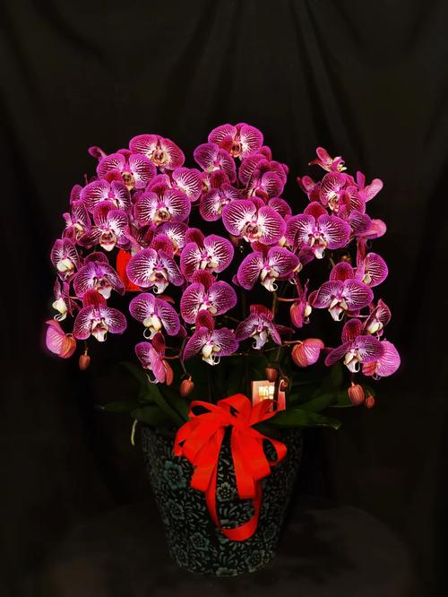 兰桂沐风香满岁——年宵时节话芳华