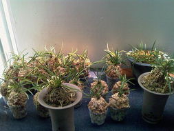 可爱的风兰 沐风兰桂