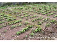 供应3-5公分精品桂花苗，江津苗木产业添新秀——记重庆市江津区茂卓泥鳅养殖场沐风兰桂项目